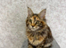XXL Champion TICA Registered Maine Coon Kittens