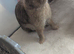 Beautiful Netherland dwarf bunnys