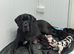 great dane puppies