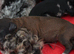 Health tested miniature poodle puppies
