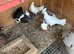 12 white droppers for sale couple of fantails