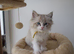2 left ready to leave GCCF Ragdoll kittens