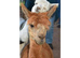 3 Beautiful Alpacas