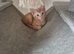 Ginger boys ready for new homes