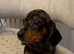 Miniature dachshund ( Last Dapple male)
