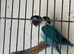 Black Masks and Moutions lovebirds