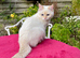Blue Eyed Golden CPT Kitten