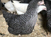 Cuckoo maran point of lay pullets