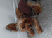8 mth pedigre mini yorkshire terrier