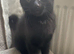 Kittens for sale