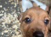 Jack Russell puppy's