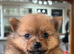 Puppies 4 female 2 males
