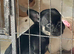 KC REG PEDIGREE FRENCH BULLDOG PUPPIES