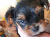 Adorable Yorkshire terrier puppies
