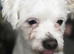 Max the Maltese boy