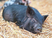 Kune Kune Girls Ready To Leave Now at 9 weeks old :)