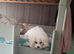 Urgent Bichon Frise Ava