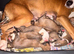 2nd gen bull greyhound pups