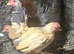 Mini seremas chicks 3 months old