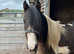 Coloured gelding 11hh
