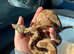 Hypo Aztec het kahl