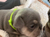 2 stunning kc registered French bulldog puppies.