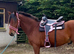 WelshD/1/4Warmblood