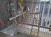 Beautiful budgie for sale