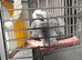 African Gray parrot