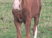 WELSH SECTION D CHESTNUT COLT FOAL