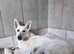 White Swiss Shepherd puppies
