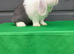 Beautiful mini lop bunny. READY NOW