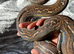 Sonoran Leopard Boa