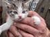 Gorgeous kittens ready to go