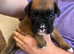 Kc reg boxer puppies long/bob tail