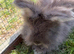 Angora buns