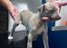 whippet puppies