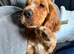 Red Cocker Spaniel Puppy