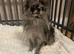 Beautiful Pomeranian Merle Female