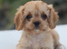 Health tested Cavapoos