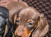 Quality KC / PRA clear Miniature Dachshunds from licensed breeders.