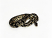 Pastel poss het clown royal python