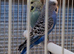 Budgies