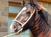 Hermits Glory, 2 year old Smokey black filly also colour tested to carry the LP gene.