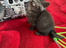 British and Scottish Fold kittens