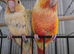 3 conures 2 sun cheeks 1 moon cheek adorable birds