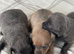 Gorgeous dachshund puppies