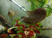 2 Catfish sydontis x Black yellow spotted plec new waters