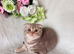 Scottish Fold Kittens