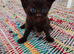 Gorgeous kittens